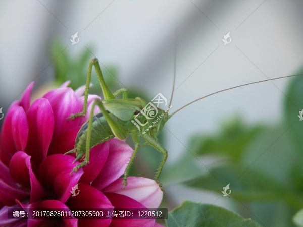 花園里的游客4