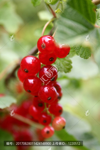 紅醋栗