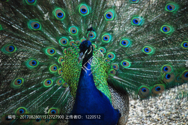 鳥