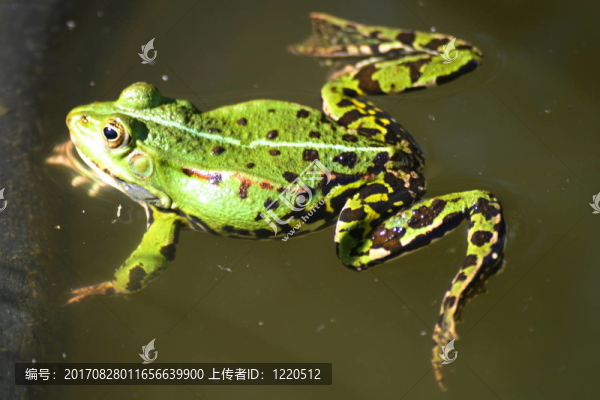 froschk？該行4