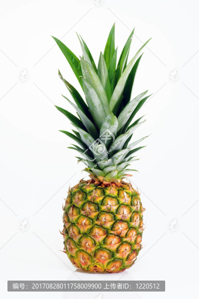 菠蘿