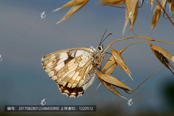 schachbrettfalter