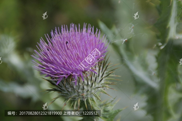 矛薊（大薊vulgare）