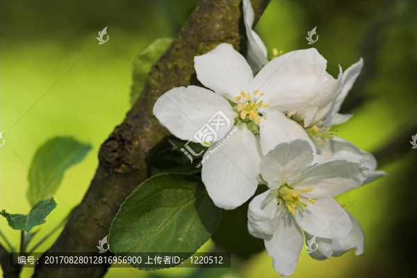 蘋果花
