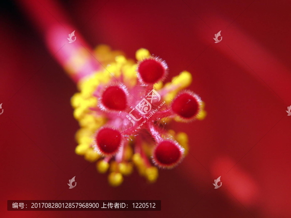 芙蓉寺3