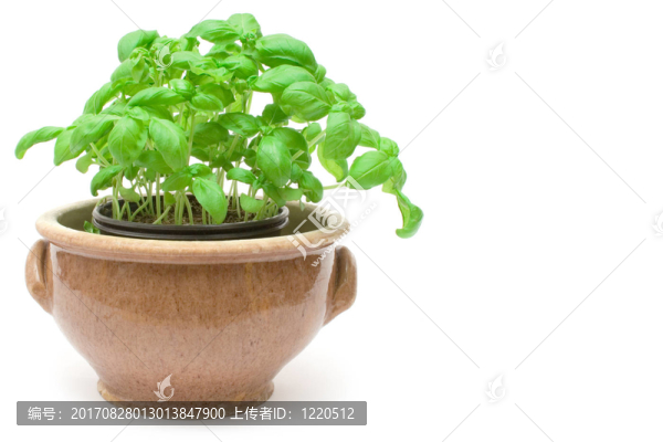巴茲爾鍋