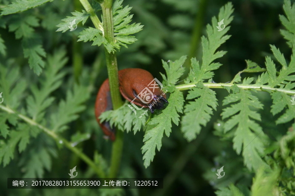 藍(lán)色