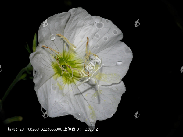 美麗月見草阿爾巴