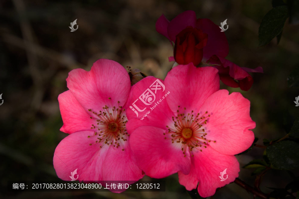 野玫瑰