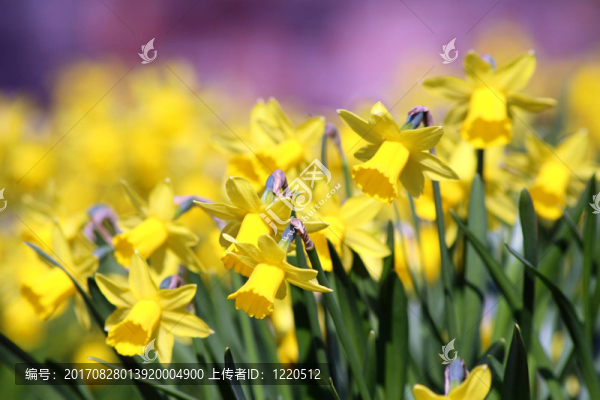 水仙花