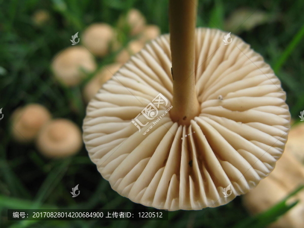 hexenring蘑菇2