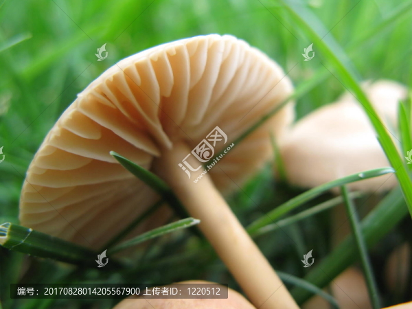 hexenring蘑菇3
