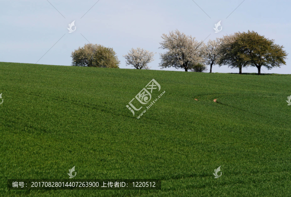 樹