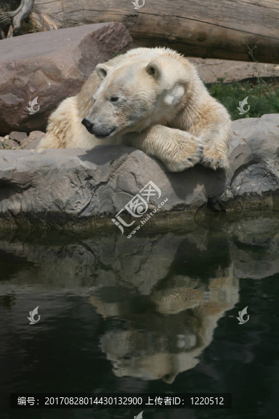 北極熊