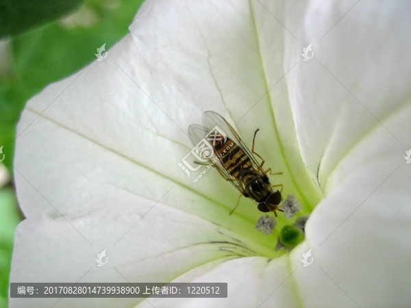 與schwebefliege錦葵