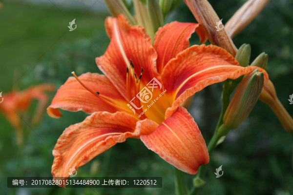 百合花園
