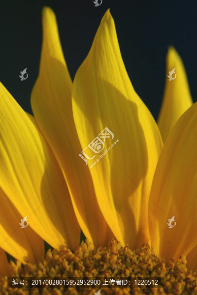 花瓣