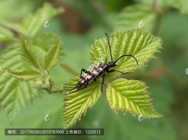 人小insektenwelt4