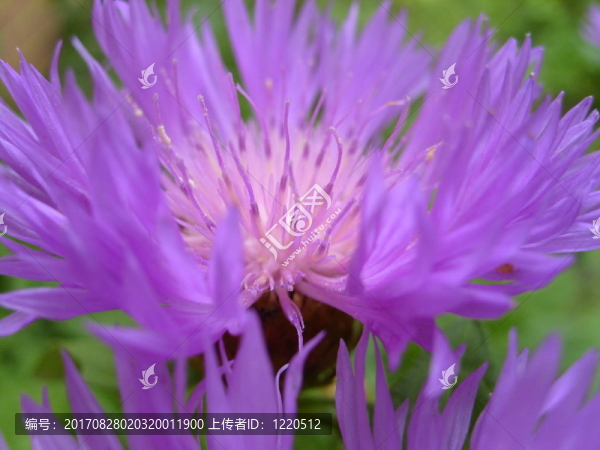 矢車菊
