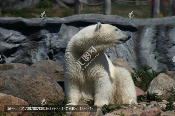 icebear