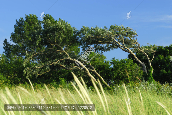 windflü系