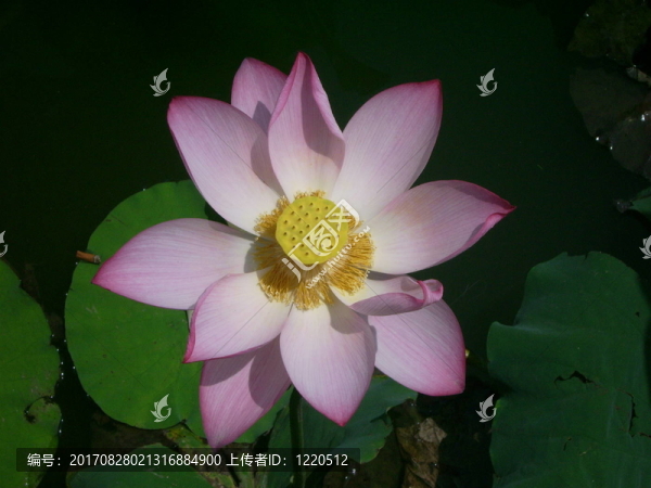 印度蓮花