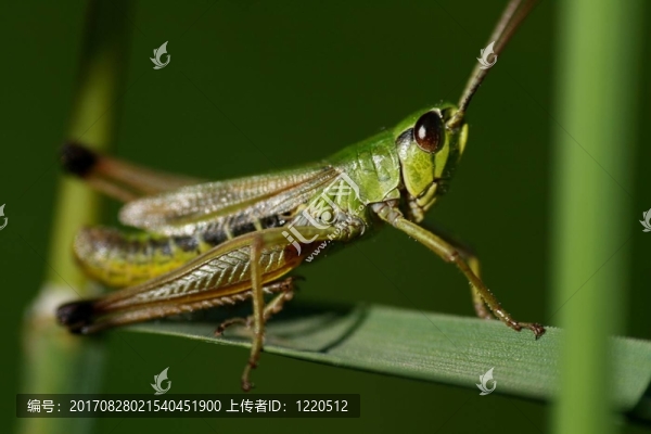 腿