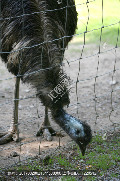動物