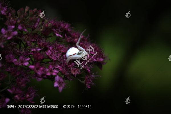 蜘蛛白色