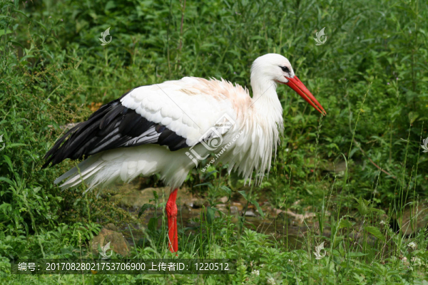 鳥