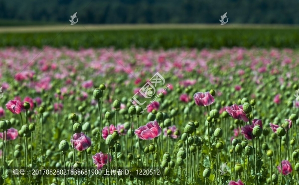 罌粟花田