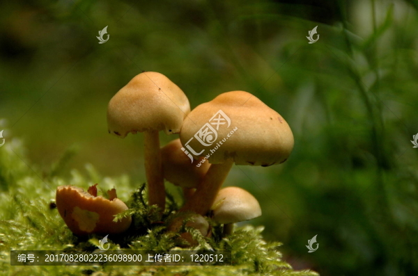 今天在森林2