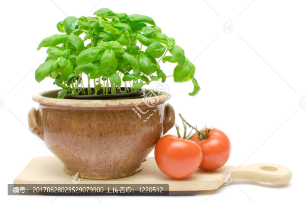 羅勒和番茄