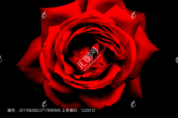 有差異的紅玫瑰