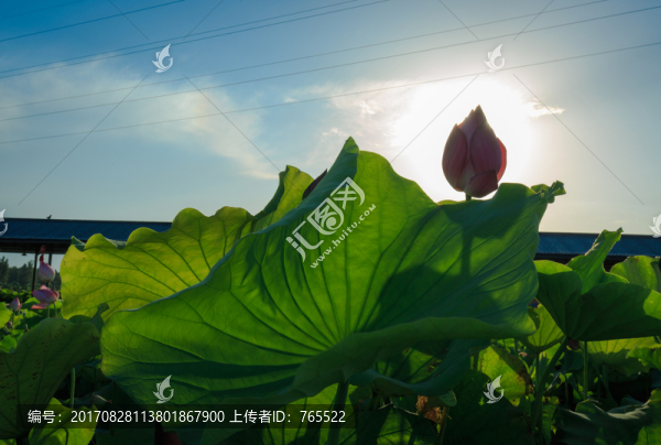 荷花
