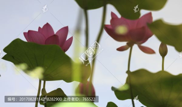 荷花