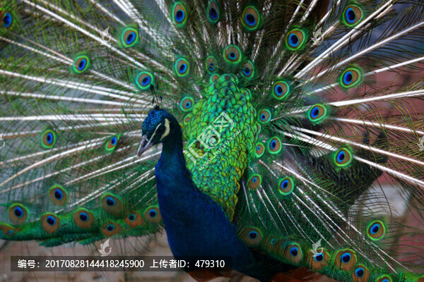 孔雀,開屏,綠孔雀,鳥,大鳥