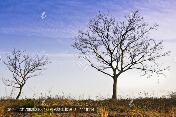 樹干