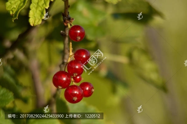 紅醋栗我