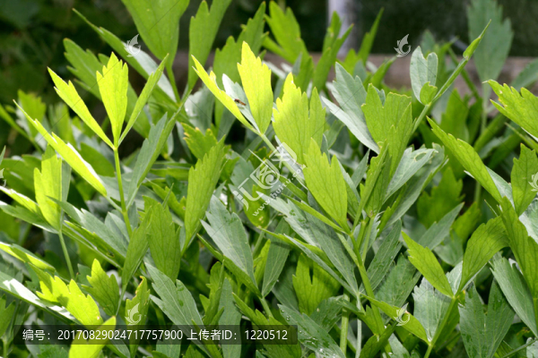 川芎