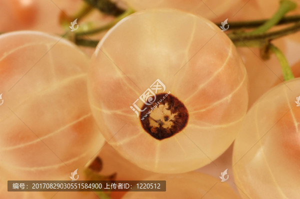 白醋栗