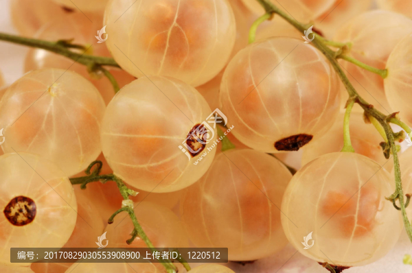 白醋栗