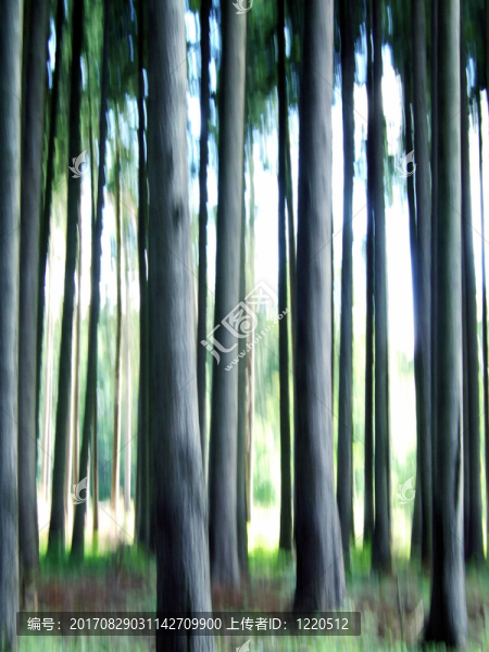 森林生長(zhǎng)動(dòng)態(tài)