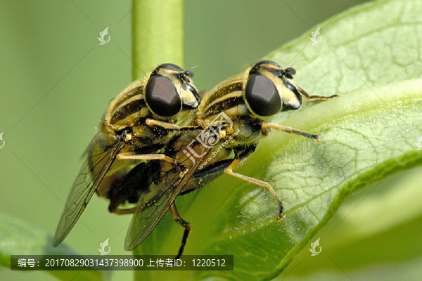 飛行配對
