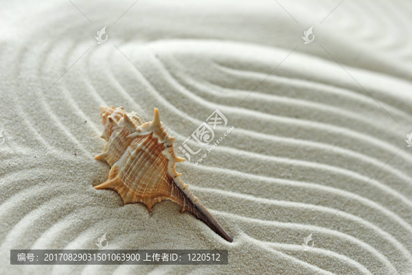 殼