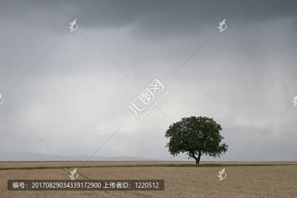 樹(shù)