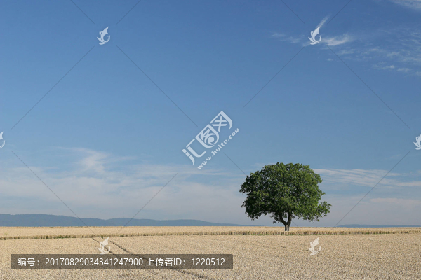 樹