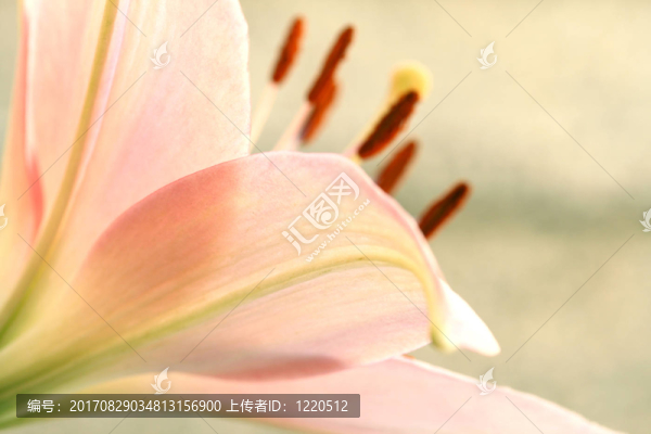 百合2