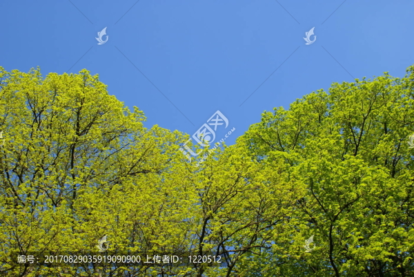 秋分