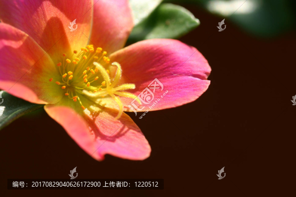 馬齒莧V